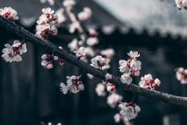 自然 花朵 褪色 樱花 蜜蜂 树枝 电脑壁纸 4K壁纸